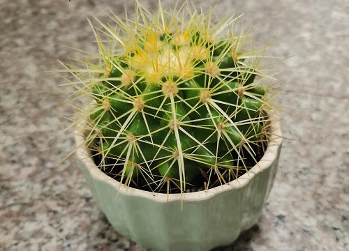 适合长期在室内种植的植物