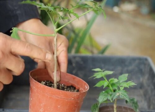 小叶幸福树的扦插方法