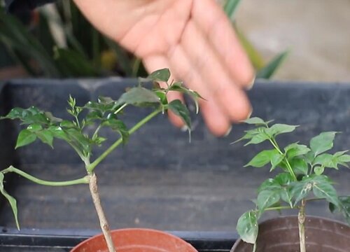 小叶幸福树的扦插方法