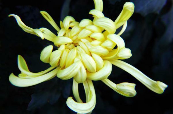 梅兰菊竹怎样挂的顺序图片