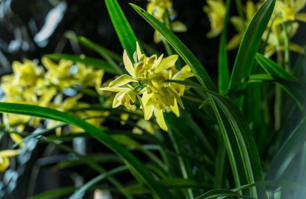 梅兰菊竹怎样挂的顺序图片