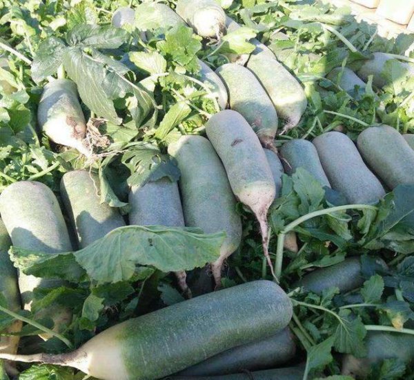 简述萝卜产生空心原因和防止对策