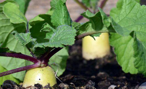 简述萝卜产生空心原因和防止对策