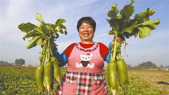 简述萝卜产生空心原因和防止对策