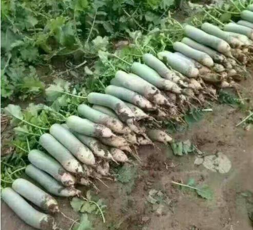 简述萝卜产生空心原因和防止对策