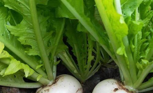 简述萝卜产生空心原因和防止对策