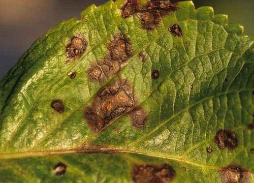 绣球花病虫害防治技术与方法措施