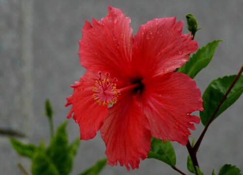 桑叶牡丹怎么剪枝