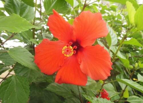 桑叶牡丹怎么剪枝