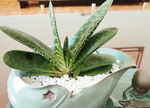 元宝芦荟怎么来养殖