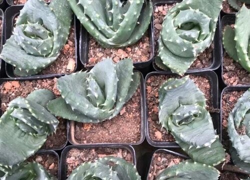 元宝芦荟怎么来养殖