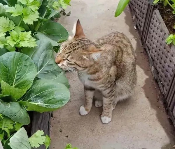 上海青是什么蔬菜