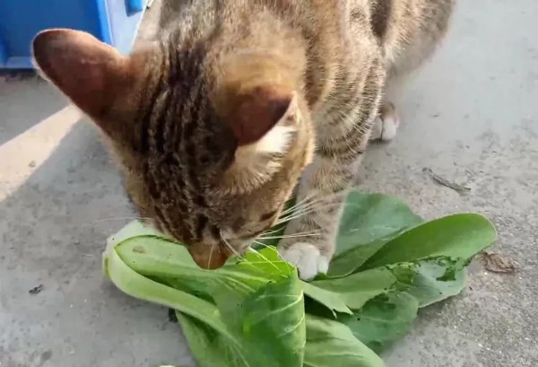 上海青是什么蔬菜