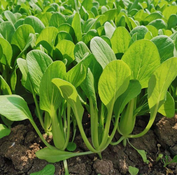 上海青是什么蔬菜