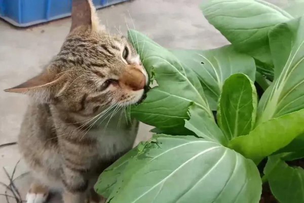 上海青是什么蔬菜