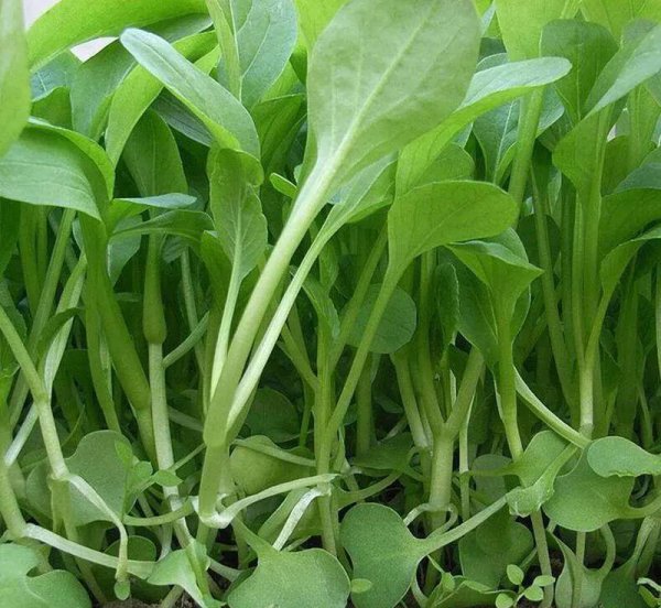 上海青是什么蔬菜