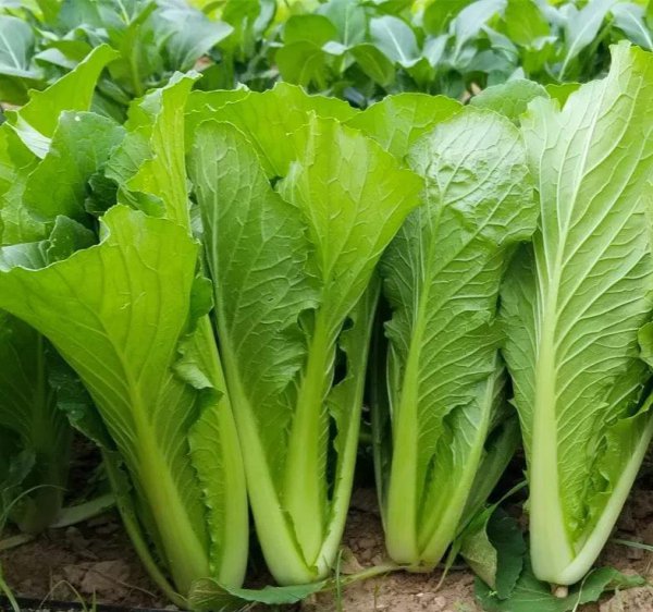 上海青是什么蔬菜