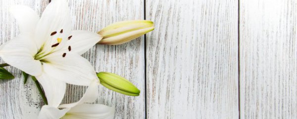 什么花束适合送长辈