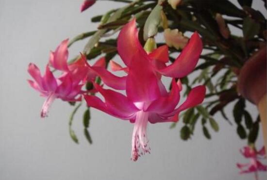 从风水说蟹爪兰宜不宜养