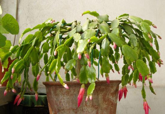 从风水说蟹爪兰宜不宜养