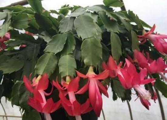 从风水说蟹爪兰宜不宜养