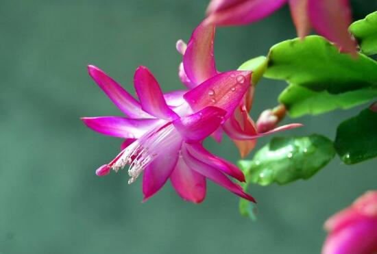 从风水说蟹爪兰宜不宜养