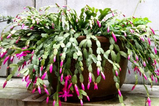 从风水说蟹爪兰宜不宜养