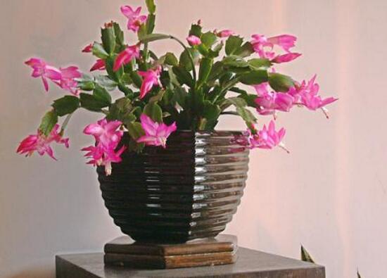 从风水说蟹爪兰宜不宜养