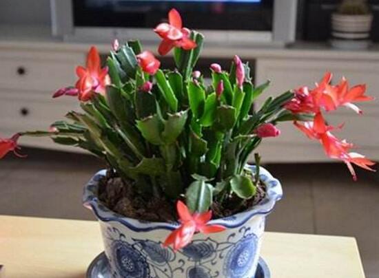 从风水说蟹爪兰宜不宜养