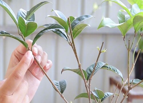 四季桂花怎么修剪发发发