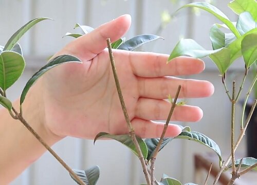 四季桂花怎么修剪发发发