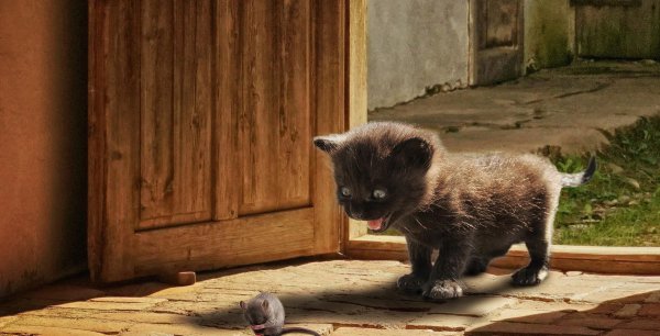 猫为什么喜欢吃老鼠