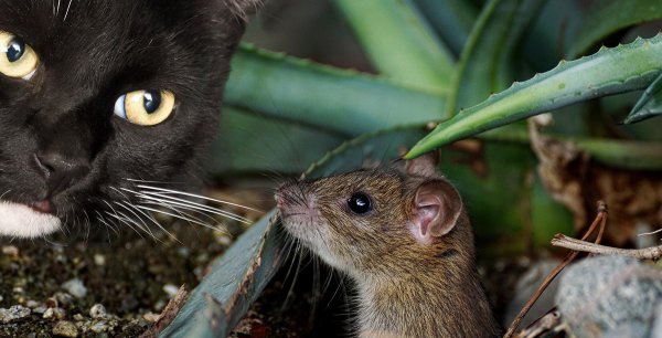 猫为什么喜欢吃老鼠