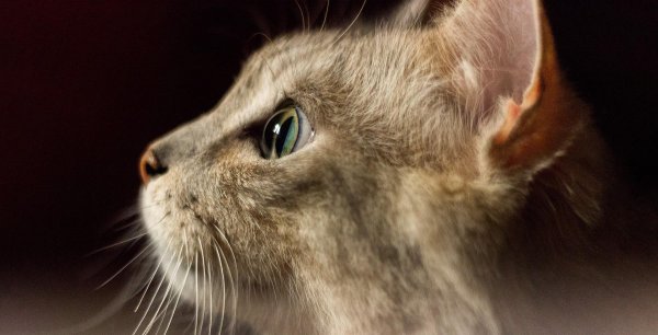 猫为什么喜欢吃老鼠