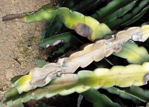 火龙果炭疽病的发病原因及治疗方法