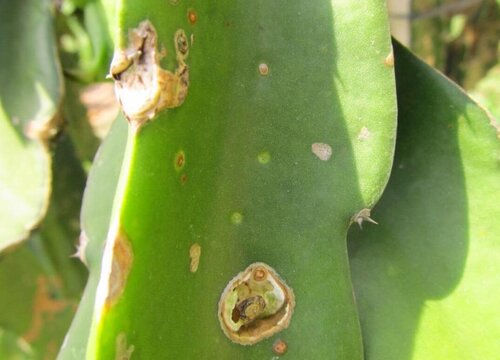 火龙果炭疽病的发病原因及治疗方法