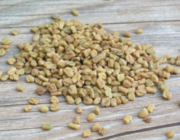 香草是什么植物