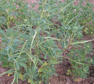 香草是什么植物