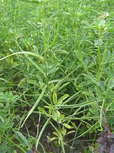 香草是什么植物