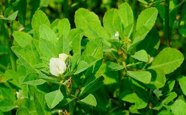 香草是什么植物