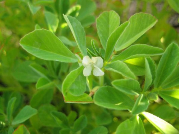 香草是什么植物