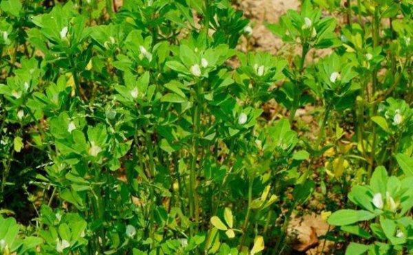 香草是什么植物