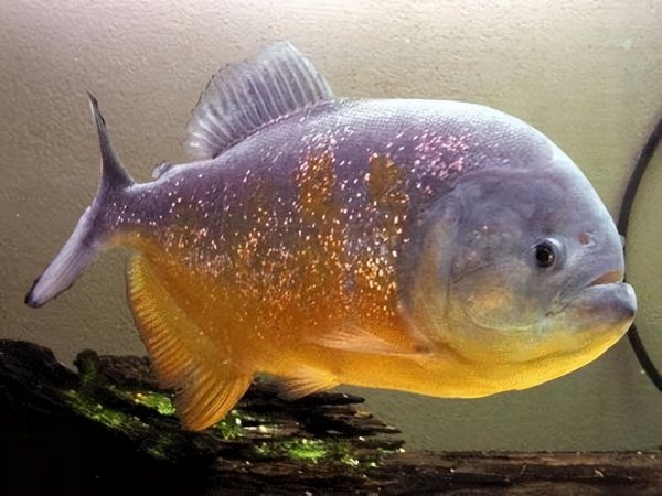 鱼缸过滤棉越脏越好吗