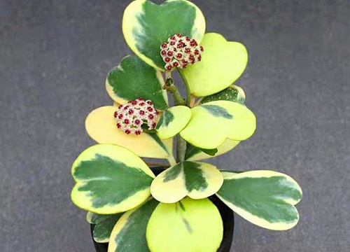 心叶球兰什么时候开花