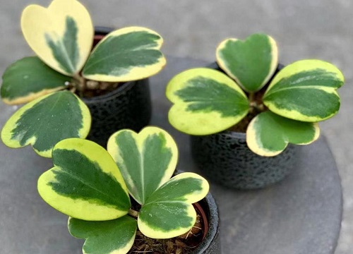 心叶球兰什么时候开花