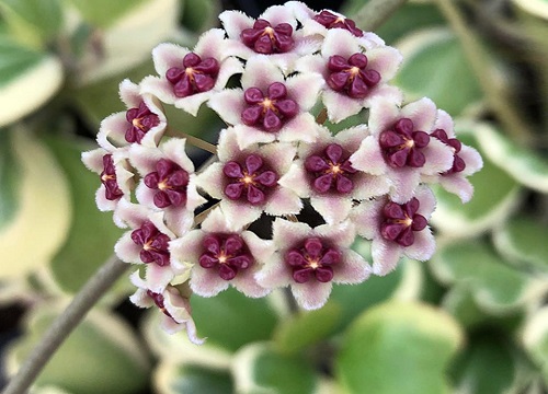 心叶球兰什么时候开花