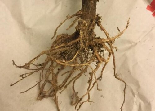 多肉修根后多久可以上盆