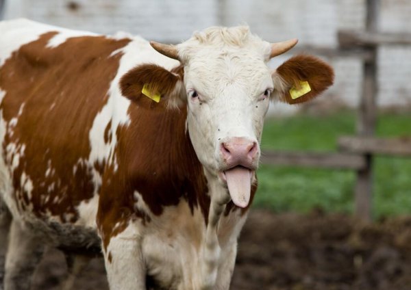 西门塔尔牛的5个基础常识