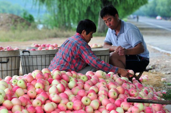 苹果保存方法以及温度