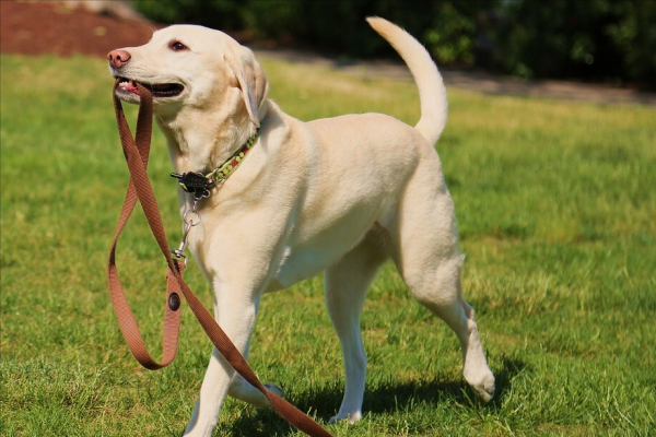 拉布拉多寿命一般是多少年